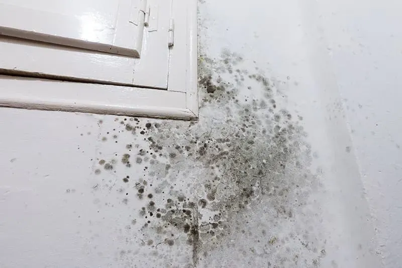 A clean commercial space after restoration work